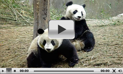 Wolong National Natural Reserve, Giant Panda Sanctuaries, Chengdu