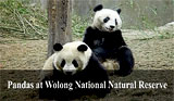 Pandas at Wolong National Natural Reserve
