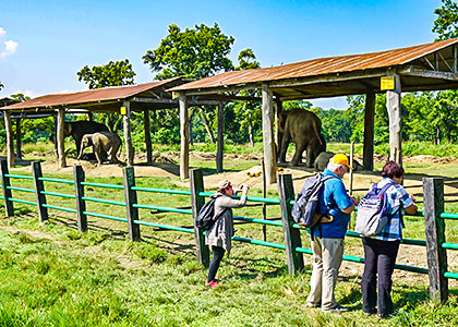 Elephant Breading Center, Chitwan