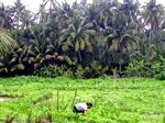 Coconunt Plantation 