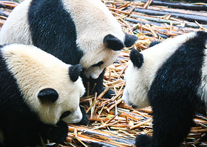 Giant pandas, Chengdu