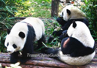 Giant pandas