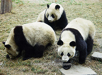 Giant pandas