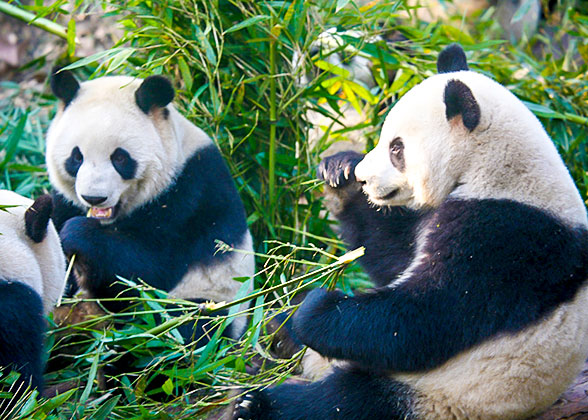 Cute Panda at the Beijing Zoo