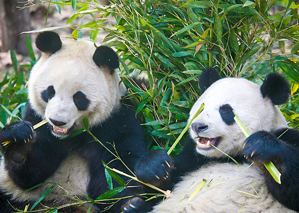 Giant Pandas