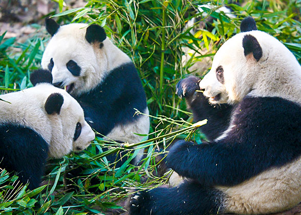 Pandas in Chengdu