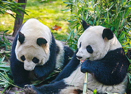 Giant pandas