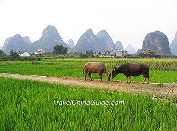 Yangshuo rural scenery