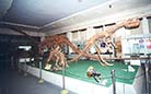 The rare dinosaur fossils exhibited at Chongqing Museum include dinosaur bones and eggs.