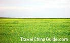 Green grass flourishes on the shores of the Qinghai Lake and flowers burst into blossom passionately.