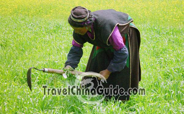 Hardworking Tibetan woman