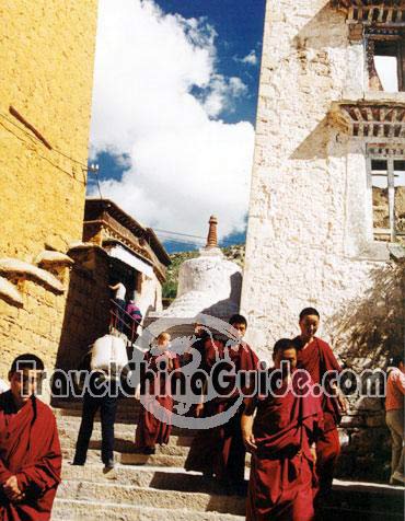 A group of young lamas
