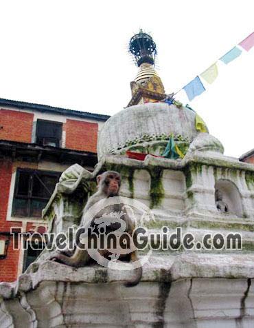 Monkey and shrine