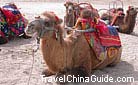 Photo Credit: Mr. Lynn Hurst<br /><br />Tamed camels in prone position are waiting for visitors'' driving.