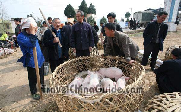 These piglets are waiting for buyers.