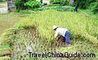 Harvest rice
