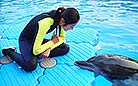The lovely dolphin is having a secret conversation with its trainer.