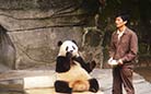 The panda grows up healthily under its keeper's good care.