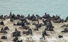Thousands of birds perch on the shore of Qinghai Lake.