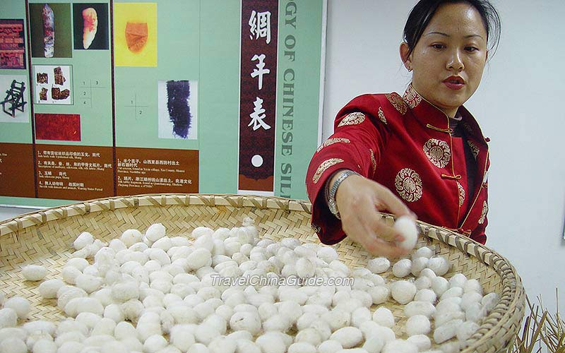 Silkworm cocoons on display in China National Silk Museum, Hangzhou. As silk plays an important role in china, even cocoons, silkworms and looms were frequently mentioned in ancient poets, stories and legendaries.