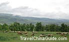 A group of plump sheep and fertile meadow on Nalati Grassland, Xinjiang