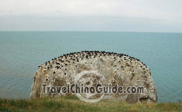 Xining Qinghai Lake and Bird Island Pictures 