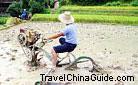 South China is very suitale for the growth of rice. This peasant is ploughing paddy field.