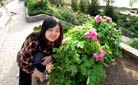 Peony Garden, Luoyang