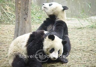 Chengdu Panda Reserve Base