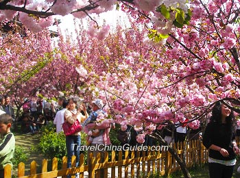 Cherry Blossom in Qinglong Temple, Xi'an