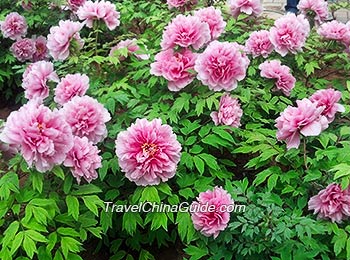 Peony in Luoyang