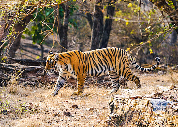 Bengal Tiger