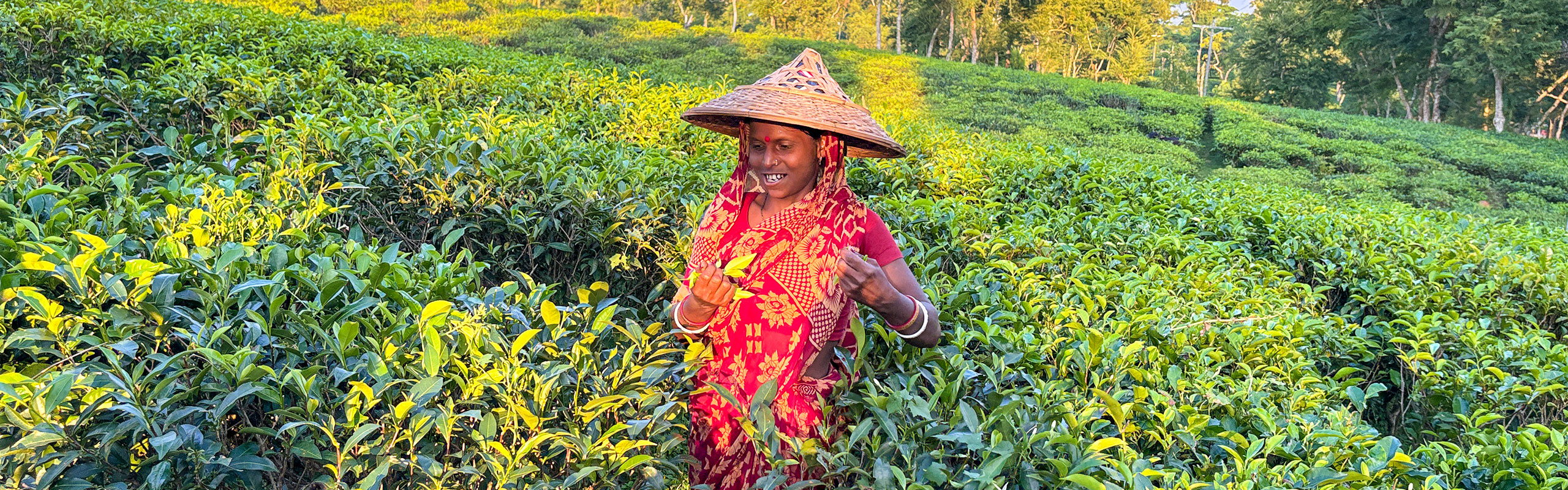 Srimangal Tea Garden