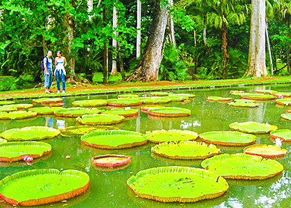 Amazon Water Lilies