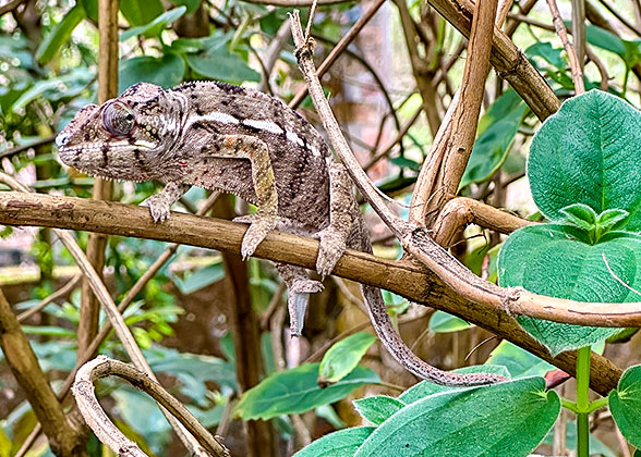 The Chameleon