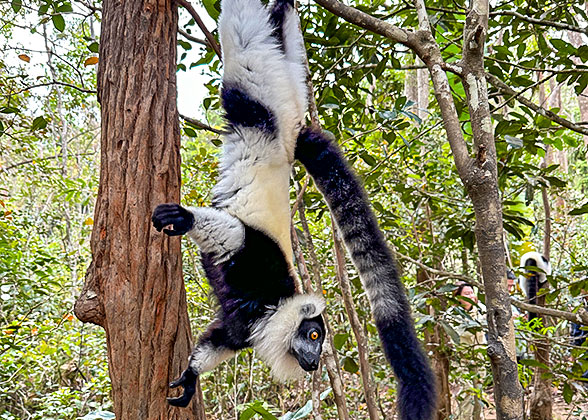 The Ring-tailed Lemur