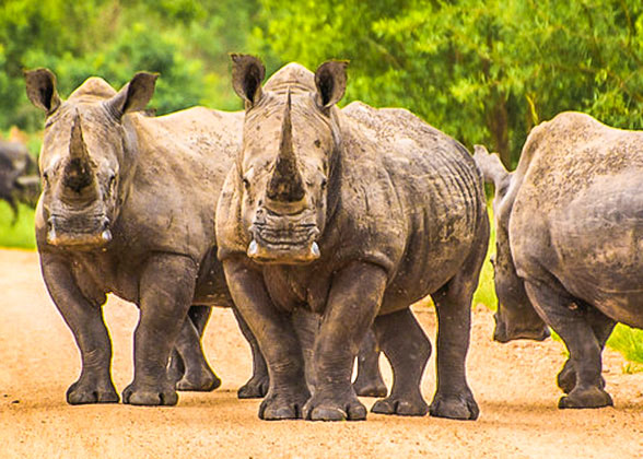 Rhinos, South Africa