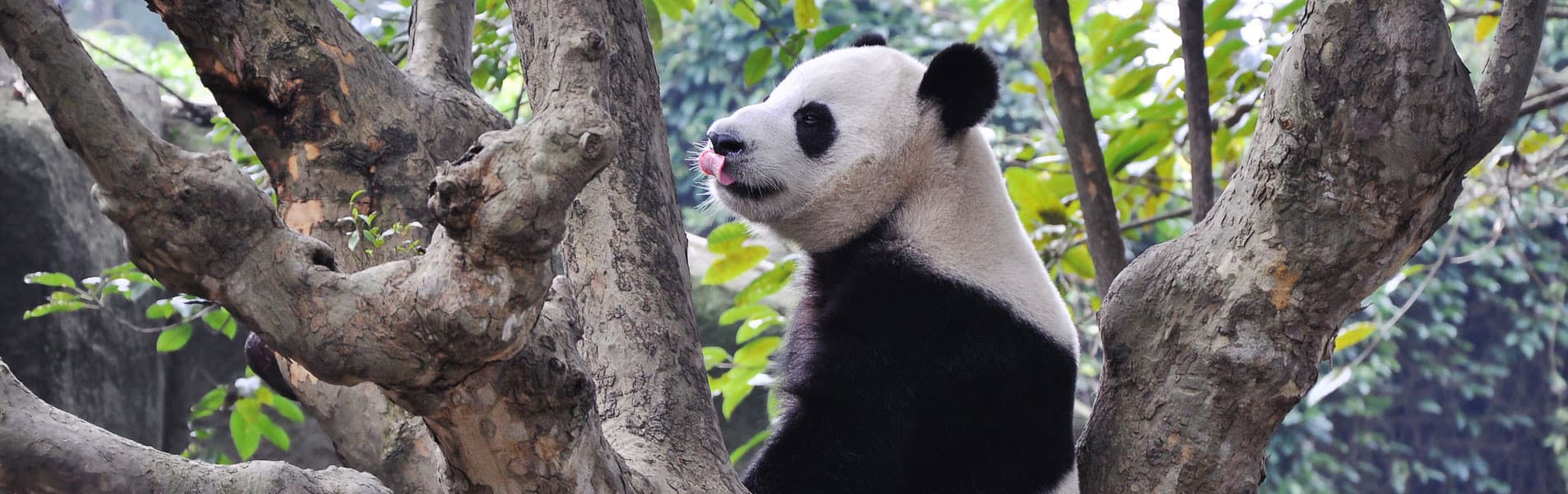 Giant pandas, Chengdu