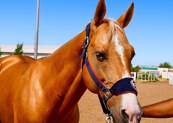 Akhal-Teke Horse
