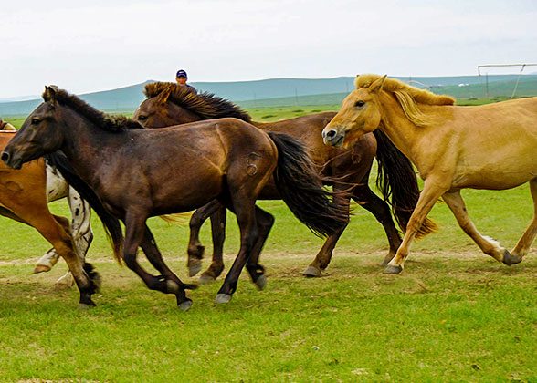 Akhal-Teke horses