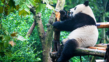 Giant panda