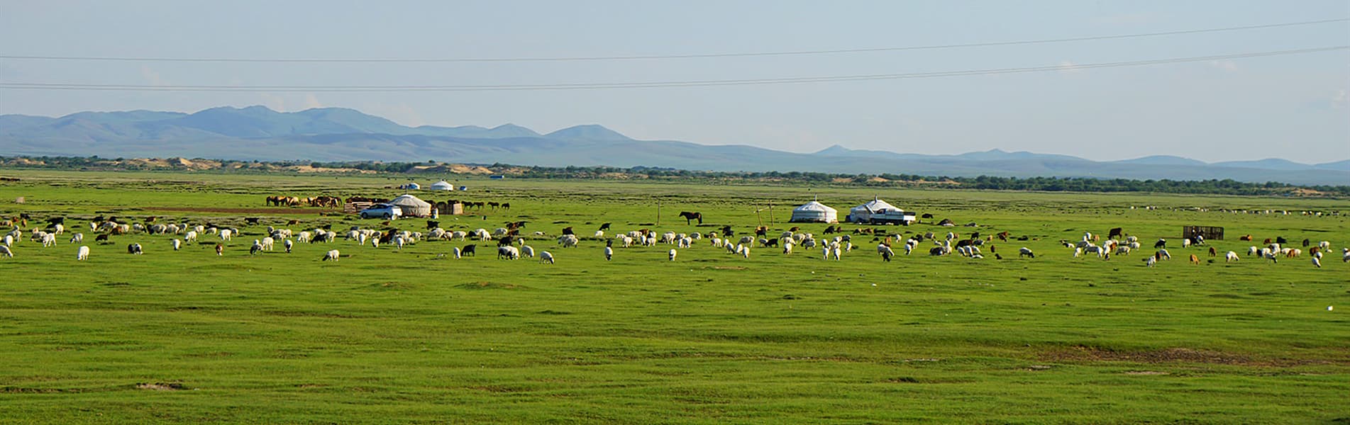 Grassland in Mongolia
