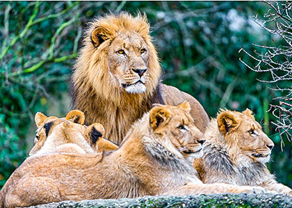 Lions in Zimbabwe