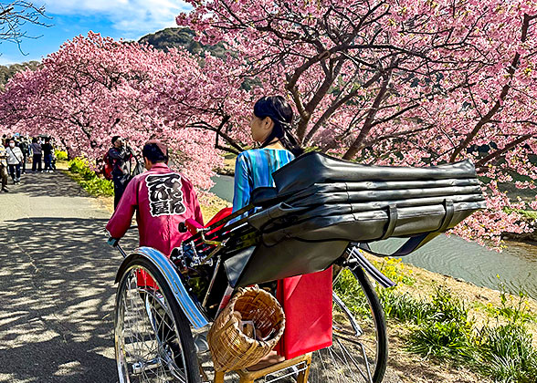 Cherry Blossom in Japan