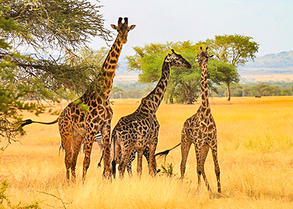 Giraffe in Zambia