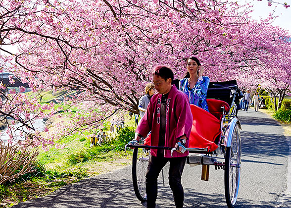 Enjoy the Cherry Blossom by A Rickshaw Ride