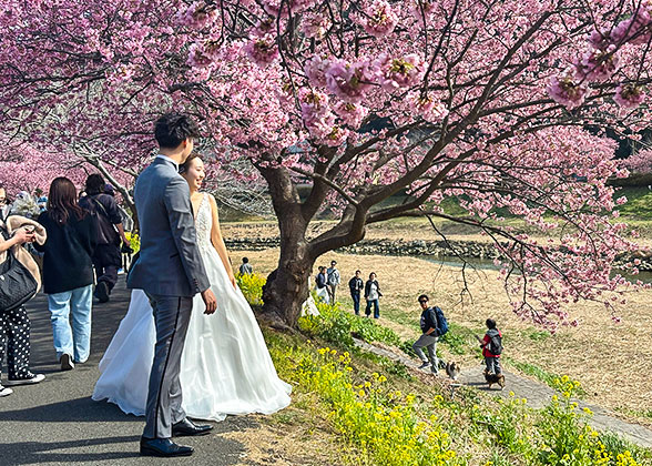 Cherry Blossom in Japan