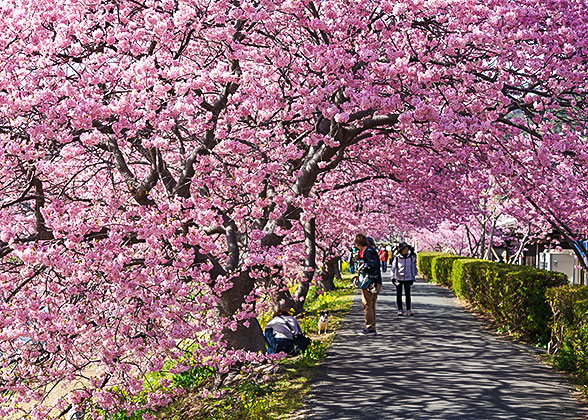 Cherry Blossom in Japan