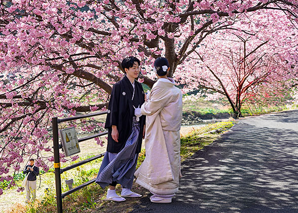 Cherry Blossom in Japan