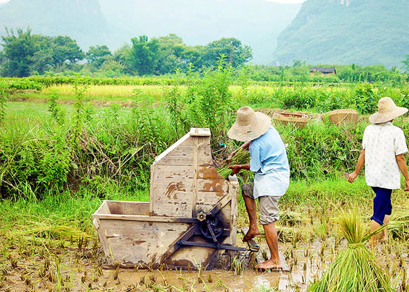 Rice-harvesting Farmers in Yangshuo
